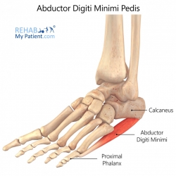 Articles | Rehab My Patient