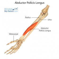 Hand/Fingers/Thumb articles | Rehab My Patient