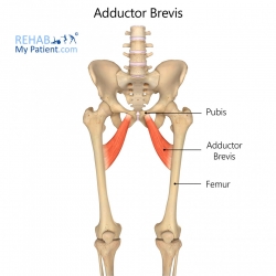 Hip articles | Rehab My Patient