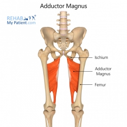 Hip articles | Rehab My Patient