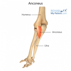 Elbow articles | Rehab My Patient