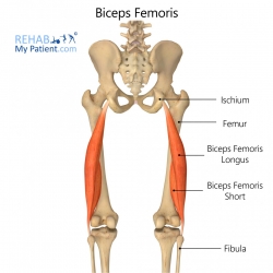 Hip articles | Rehab My Patient