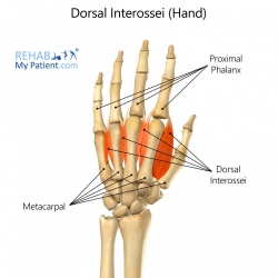 Hand/Fingers/Thumb articles | Rehab My Patient