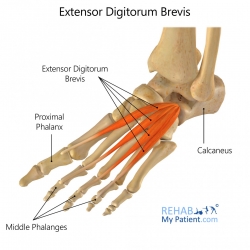 Toe articles | Rehab My Patient