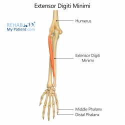 Extensor Digitorum Communis