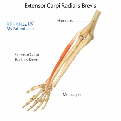 Hand/Fingers/Thumb articles | Rehab My Patient