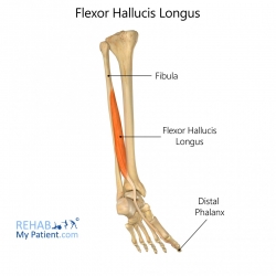 Toe articles | Rehab My Patient