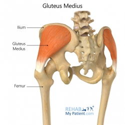 Articles | Rehab My Patient