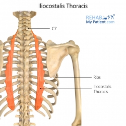 Pelvis articles | Rehab My Patient