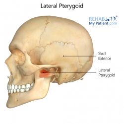 Face articles | Rehab My Patient