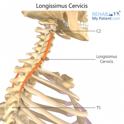 Neck articles | Rehab My Patient