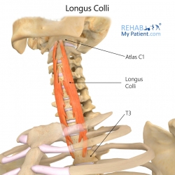 Articles | Rehab My Patient