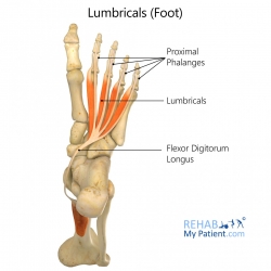 Toe articles | Rehab My Patient