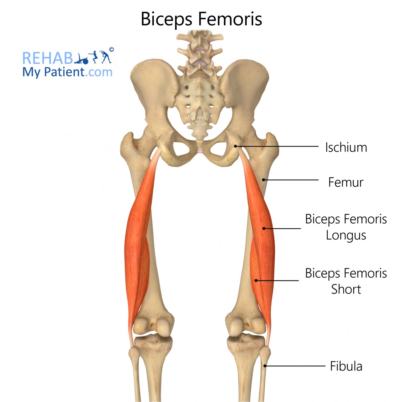 Biceps Femoris Muscle