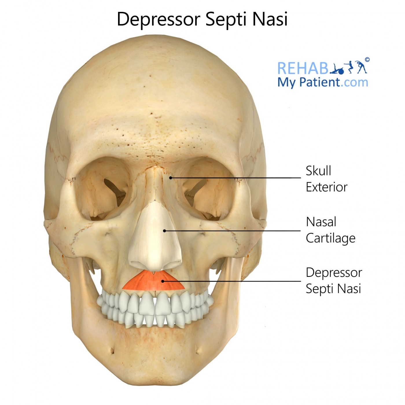 Depressor Septi Nasi | Rehab My Patient