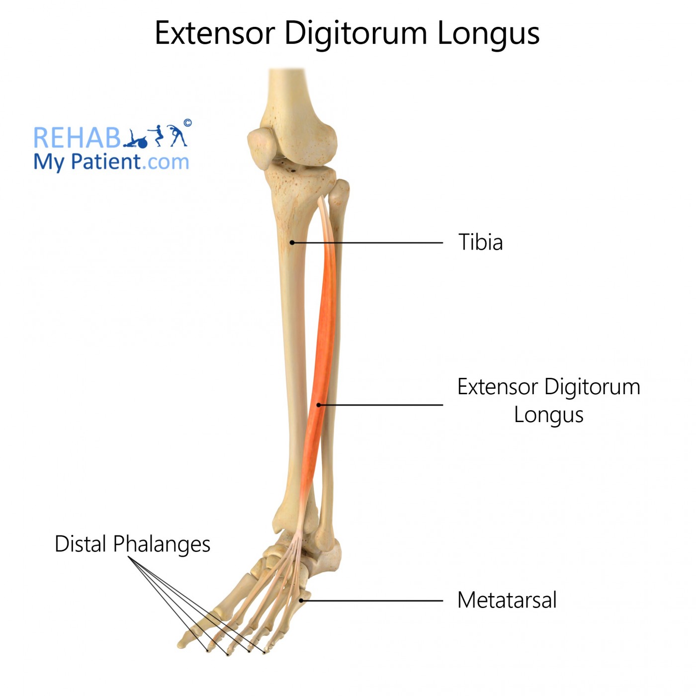 extensor digitorum longus muscle