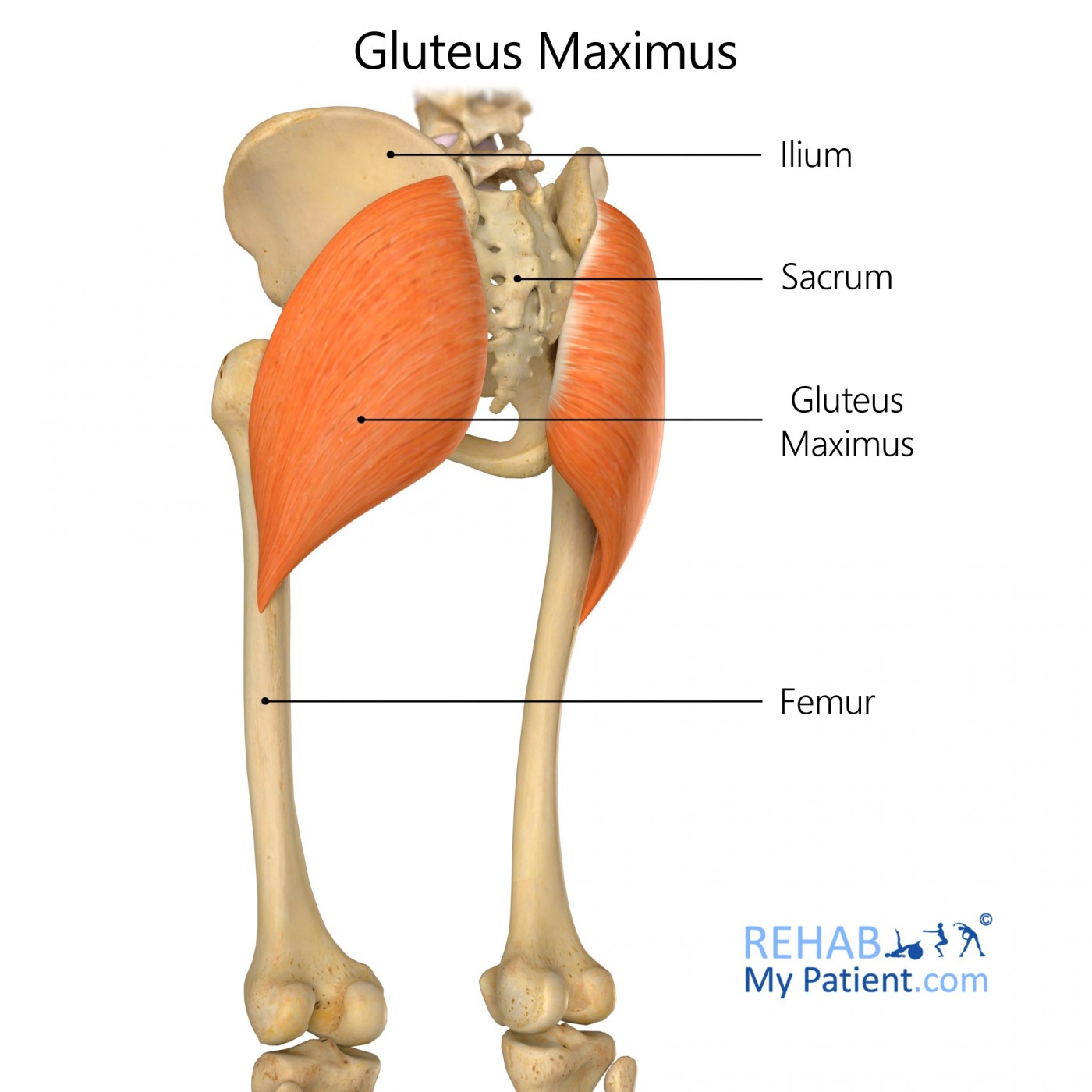 Gluteus Maximus  Rehab My Patient