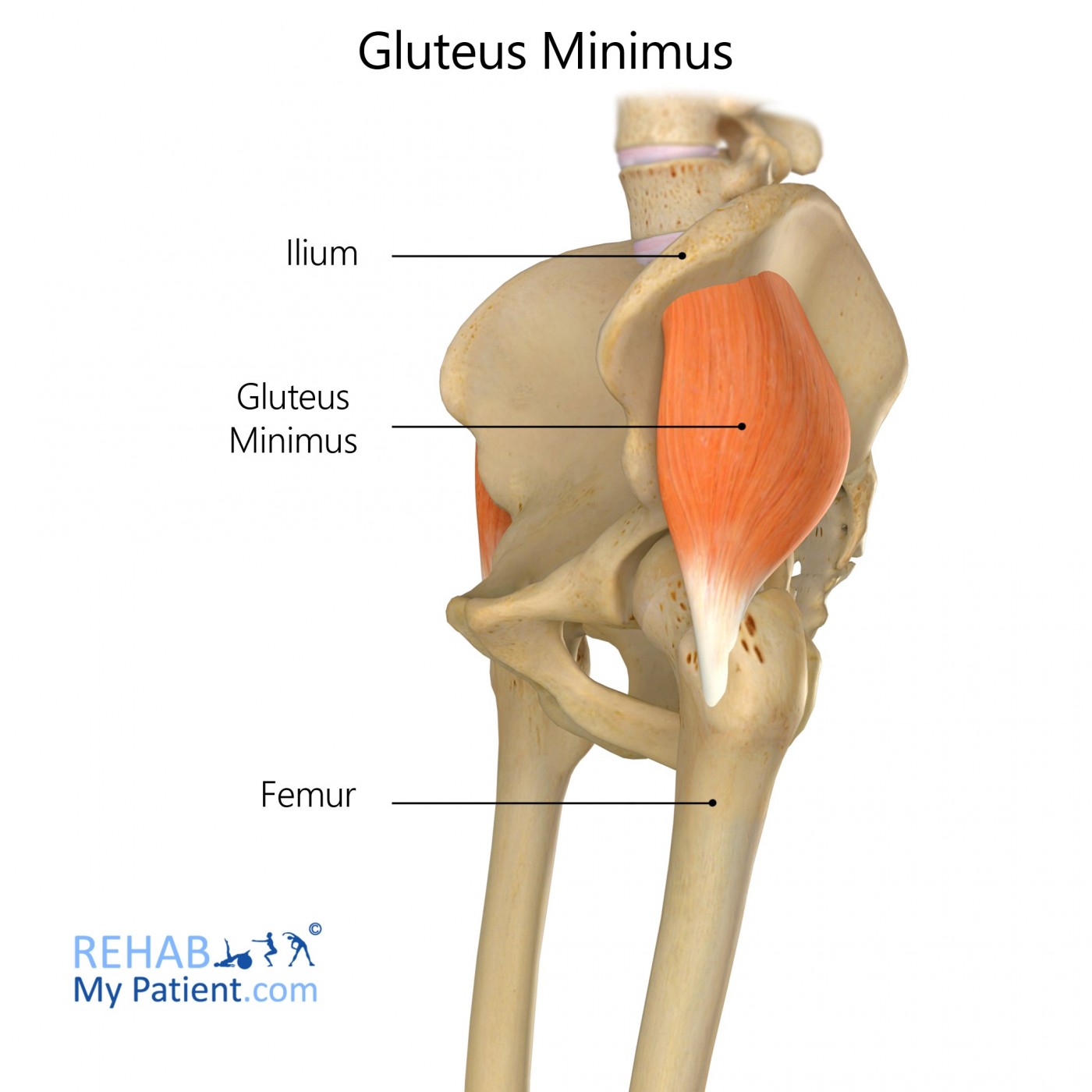 Glutes Diagram : The Benefits Of Getting Your Glutes Massaged