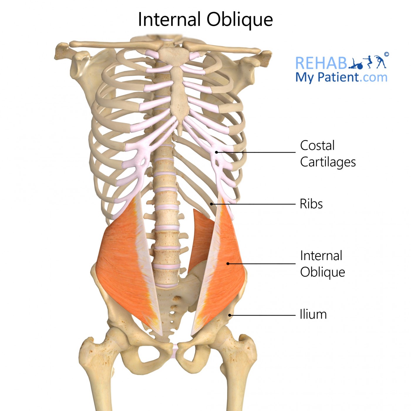 internal and external oblique