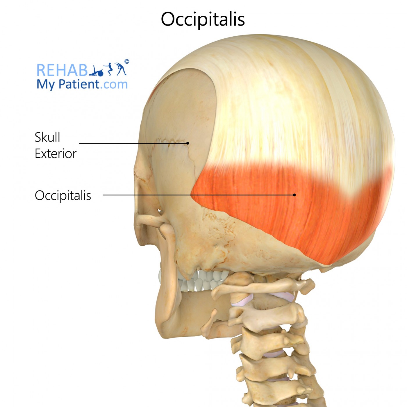 Occipitalis Head Rehab My Patient 1127