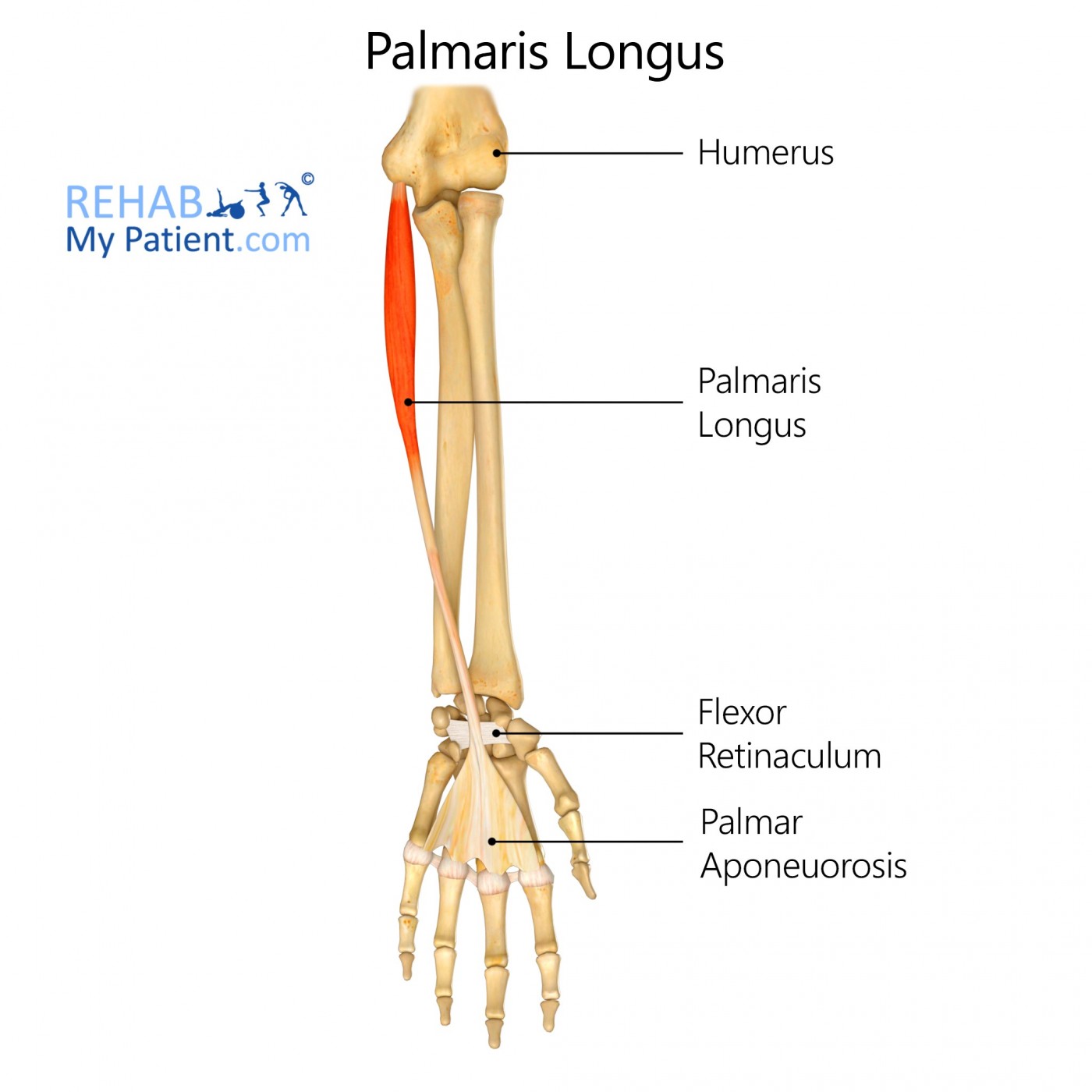 Palmaris Longus Rehab My Patient