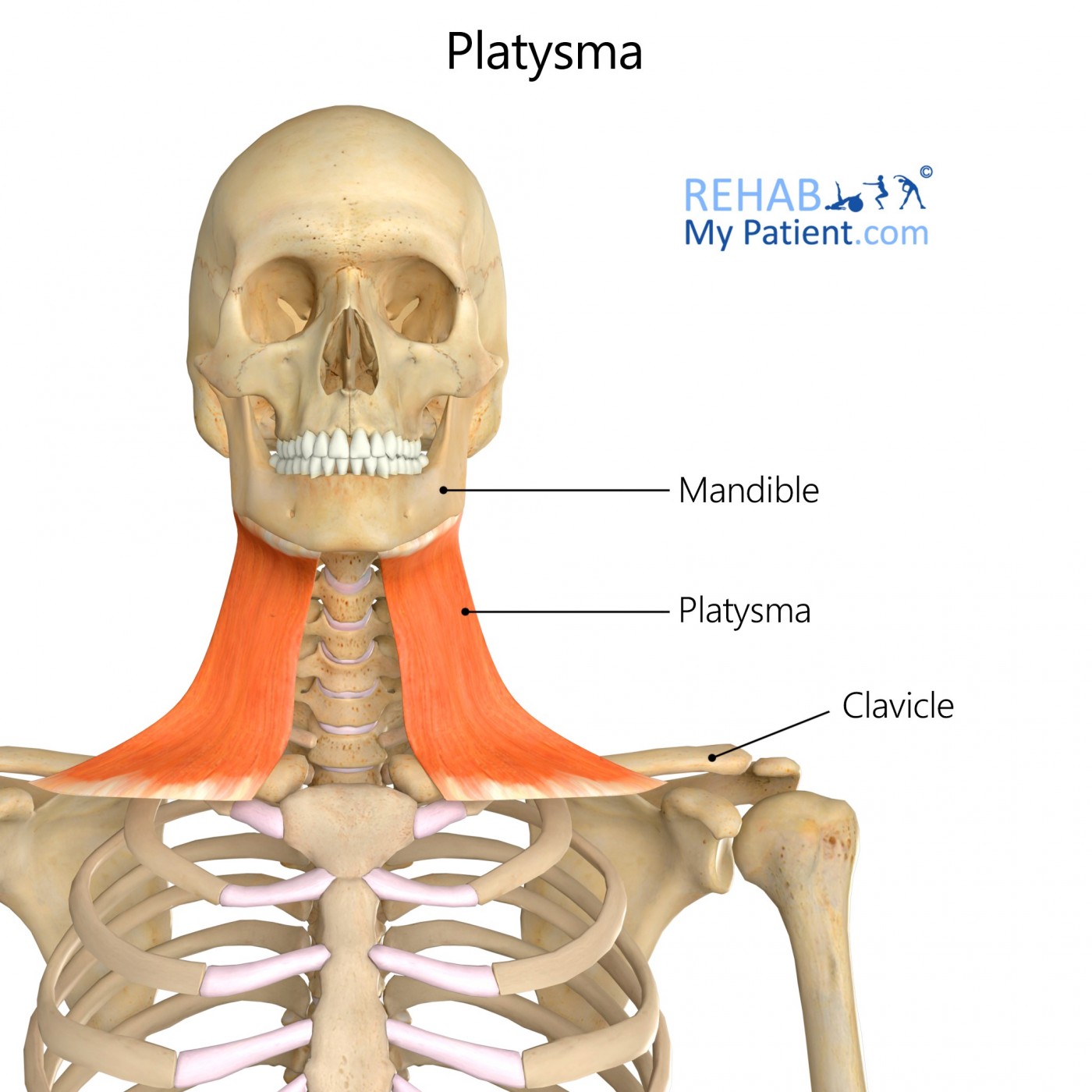 Platysma | Rehab My Patient