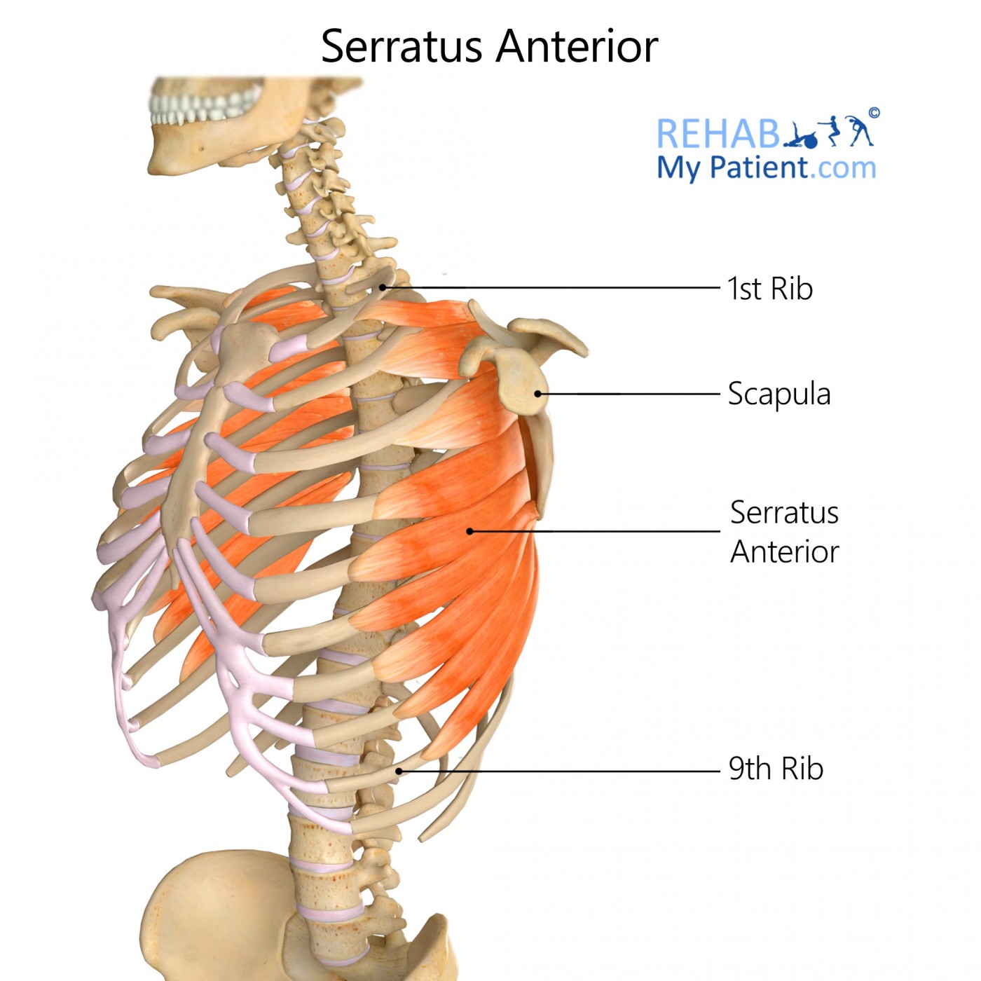 serratus posterior inferior and superior
