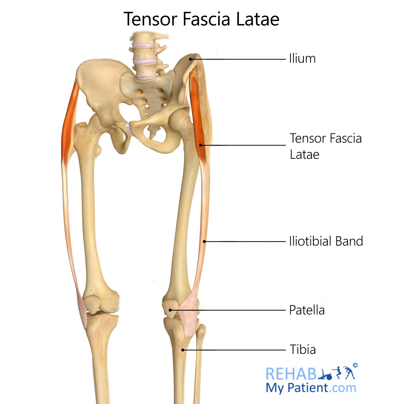 Tensor fascia lata: iliac crest, ASIS (origin) lateral condyle of
