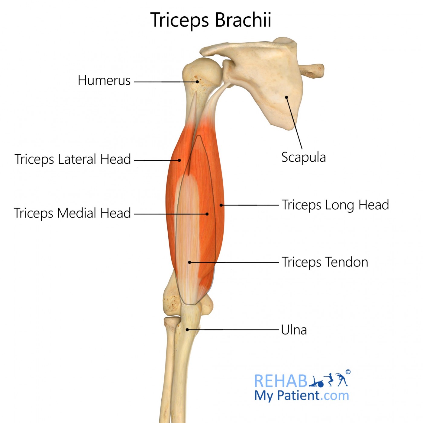 triceps medial head
