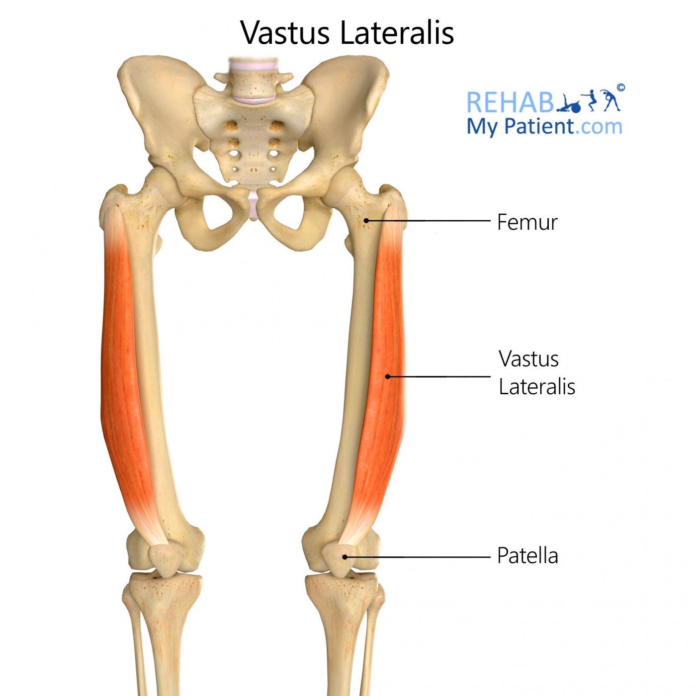 Vastus Lateralis  Rehab My Patient